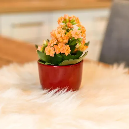 アパート Blick Ins Salzachtal ミッタージル